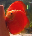 Avatar du membre